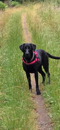 Customer photo review of TragPet Anti-Zug Hundegeschirr