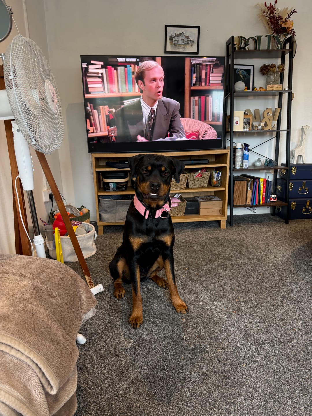 Customer photo review of 5cm Combat® Collar | With Handle & Secure Clip - Pink