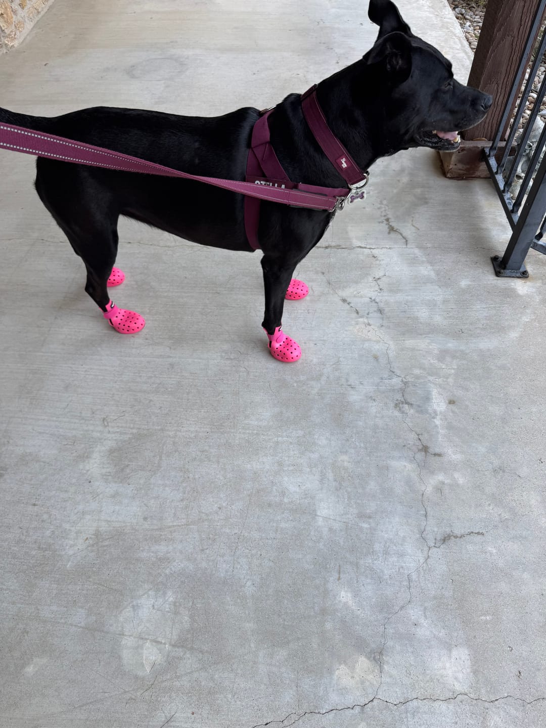 Customer photo review of WagWellies® Mojave