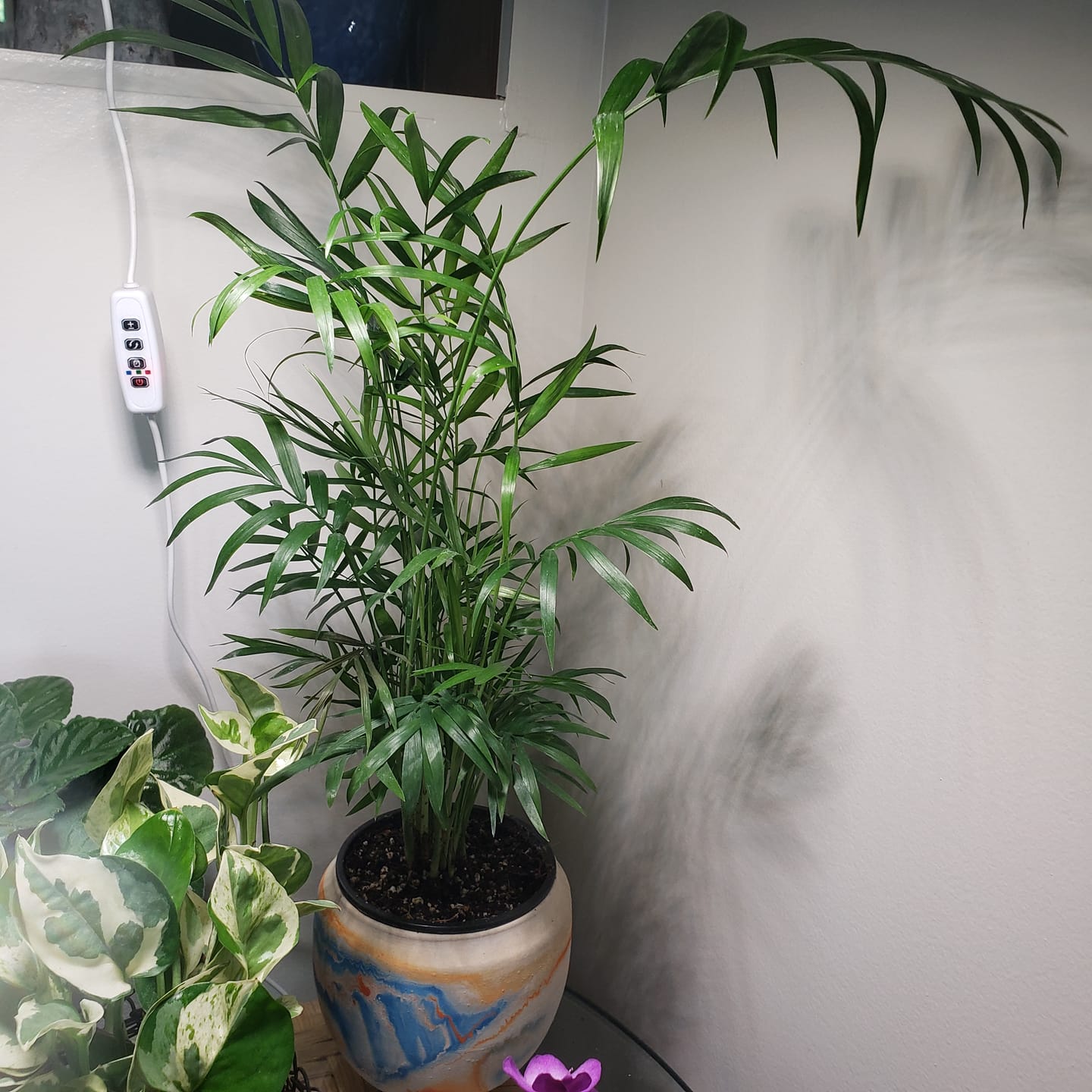 Customer photo review of Parlor Palm Indoor Plant - Easy Care Low Light Houseplant - Air Purifier Plant - Chamaedorea Elegans - Gift Plant For Housewarming Gift