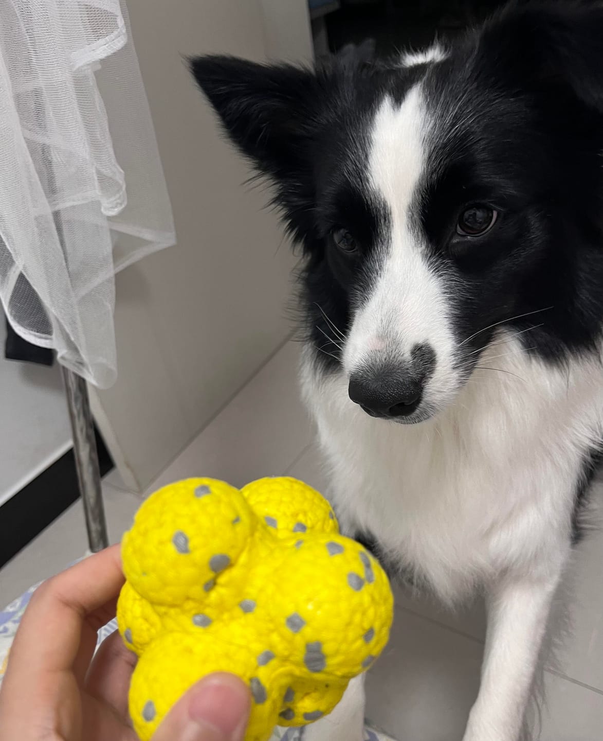 Customer photo review of Pawtique BounceBright™ Textured Fetch Toy