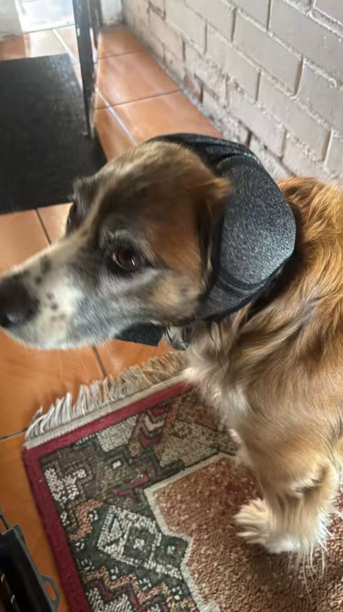 Customer photo review of Pawtera CalmWrap™