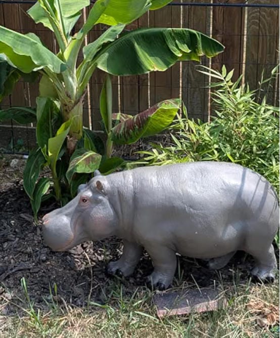 Customer photo review of 27.5" Majestic Lifelike Hippo Statue, Hand-Painted Resin Decor for Lawn, Patio & Pond Landscaping
