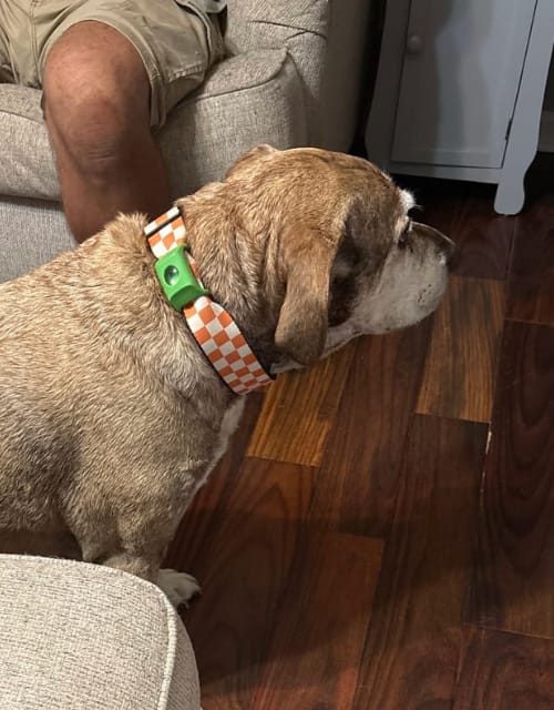 Customer photo review of Pawtiva™ Protección Natural contra Pulgas y Garrapatas hasta por 12 Meses