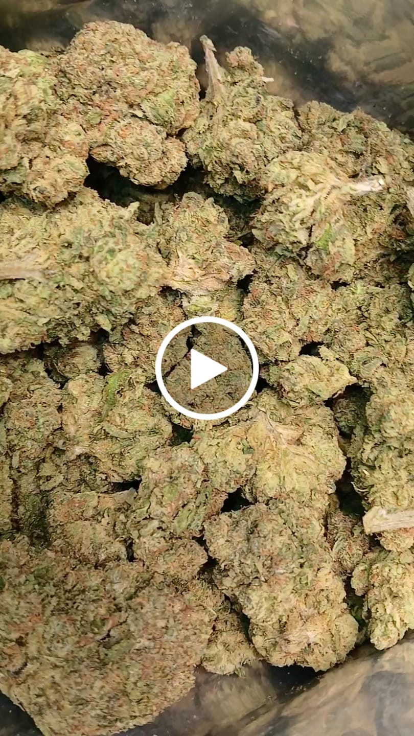 Customer video review of Champelli THCA Flower