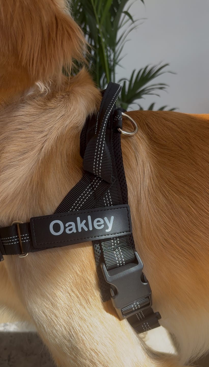 Customer photo review of KAVRIONA No-Pull Dog Harness
