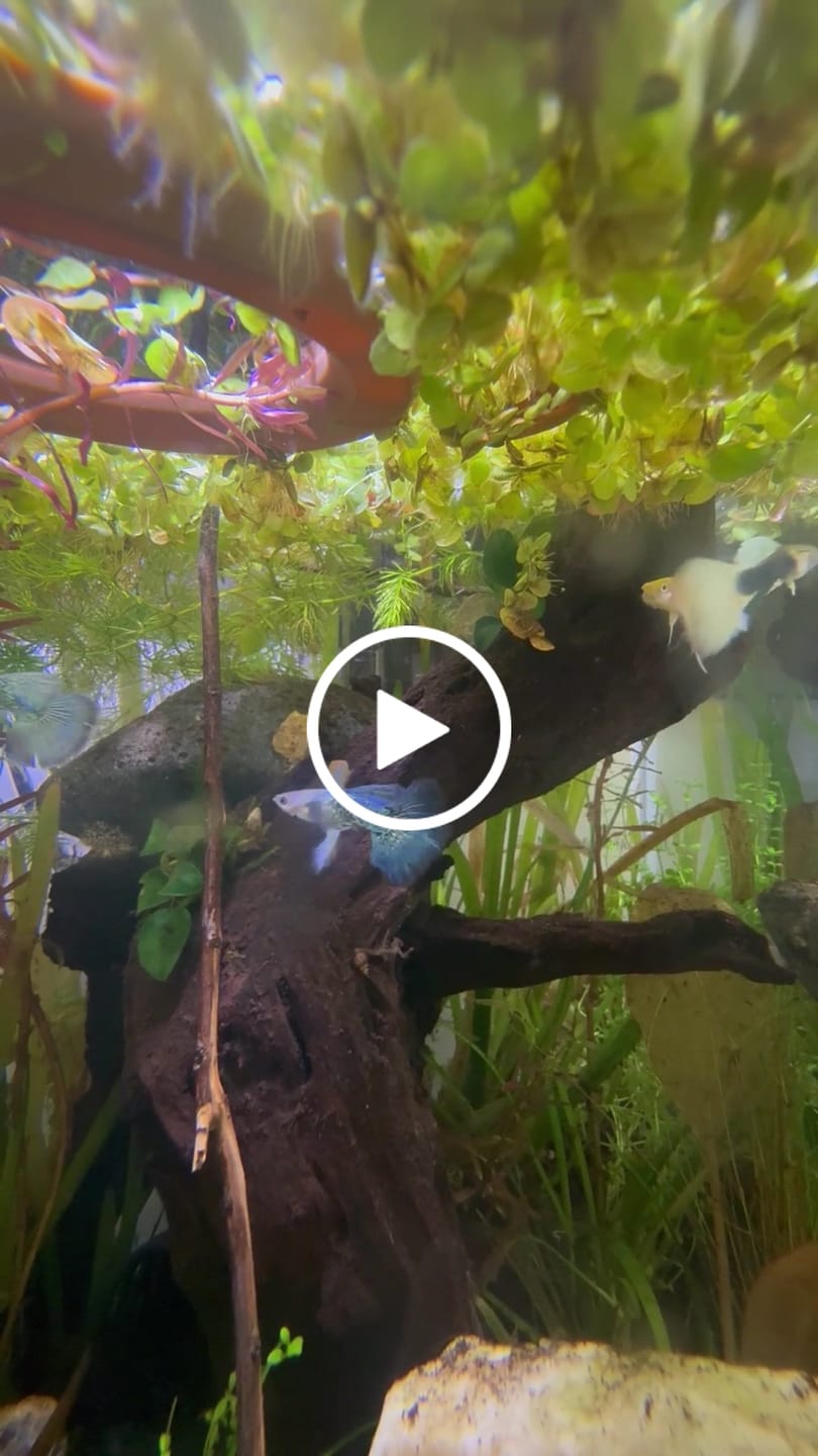 Customer video review of Premium Mixed Color Male Guppy Fish