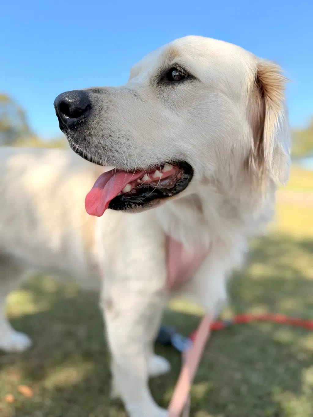 Customer photo review of PawWipe – Badet din hund faktiskt gillar