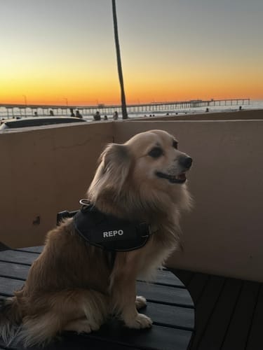 Customer photo review of Front D-Ring Attachment