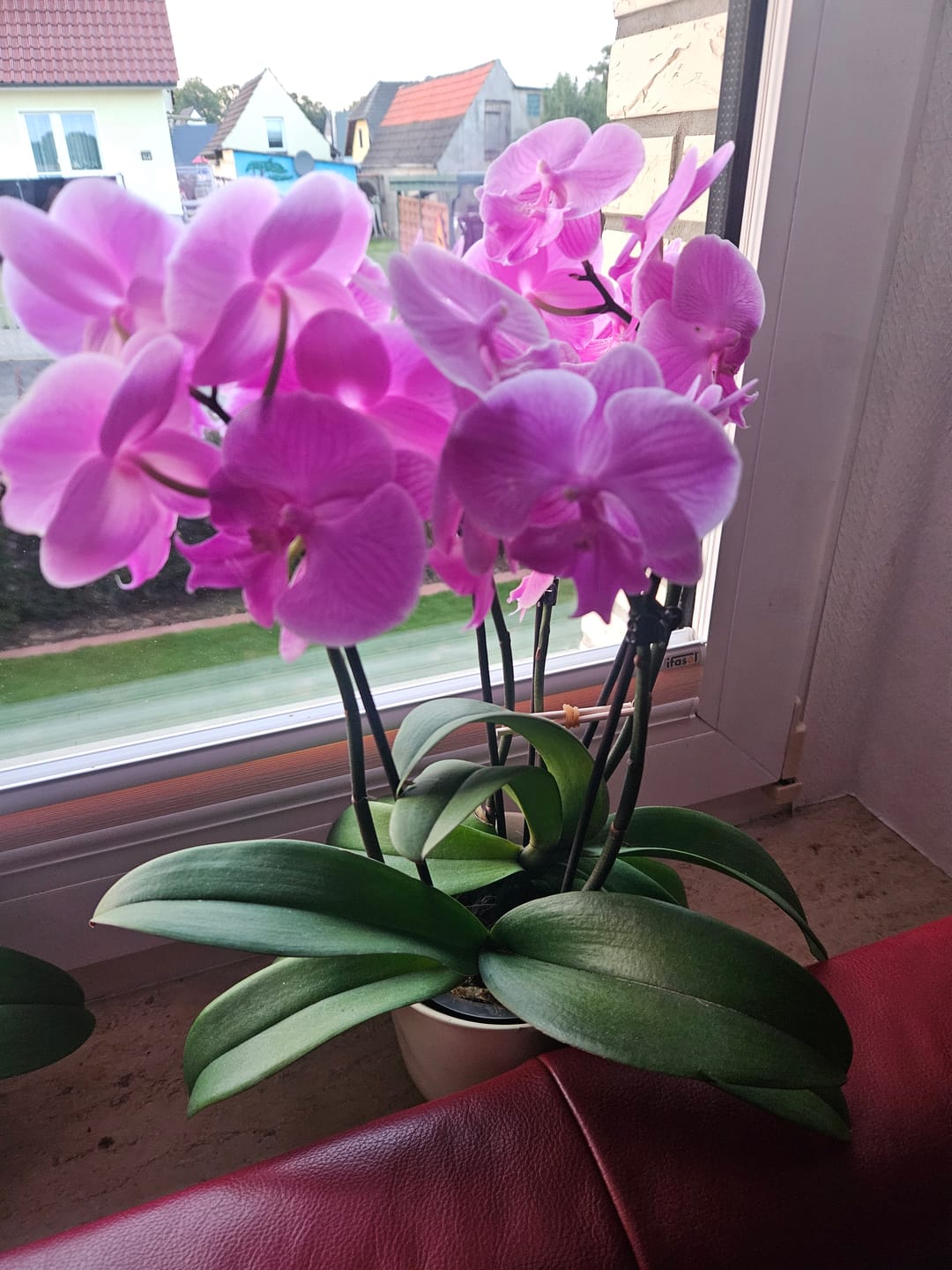 Customer photo review of Große Two of Us Farbmix im 3er Set mit 4 Rispen