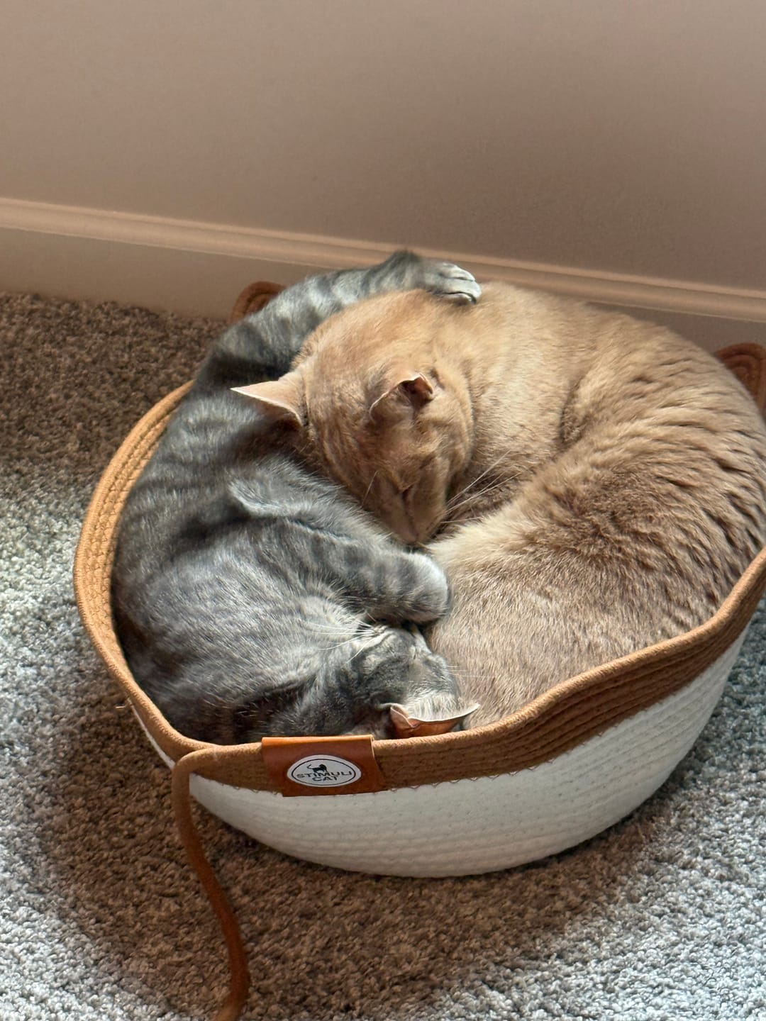 Customer photo review of Instinct Basket | Meet the first research-backed natural territory for indoor cats