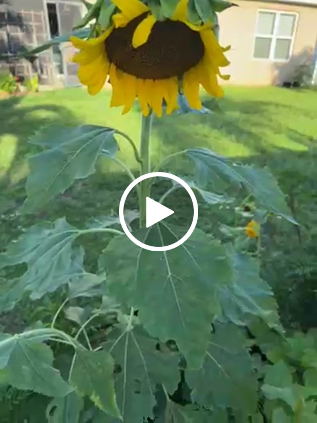 Customer video review of GROZOME Plant Probiotics (7.5 lb.)